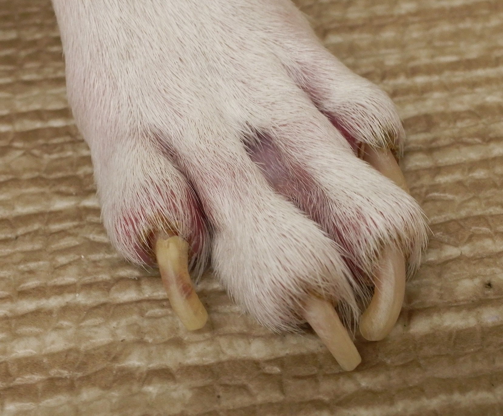 犬 爪 の 付け根 腫れ