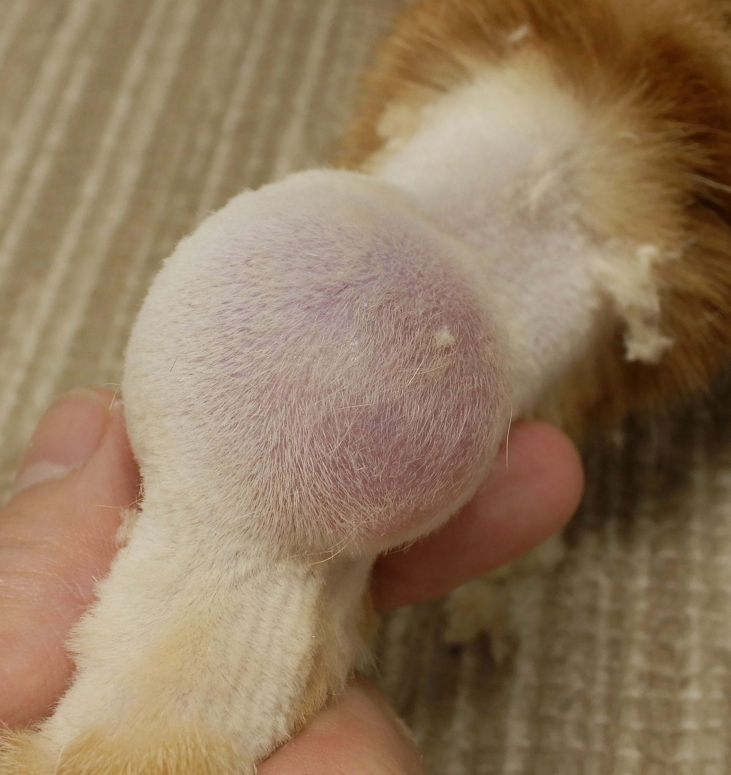 脂肪 腫 猫